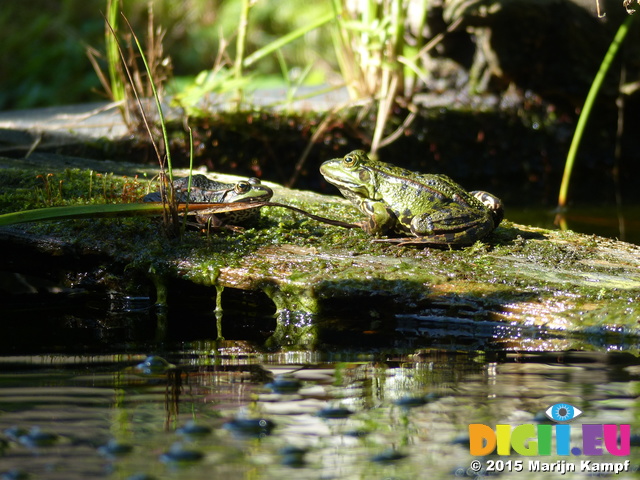 FZ019867 Marsh frogs (Pelophylax ridibundus)